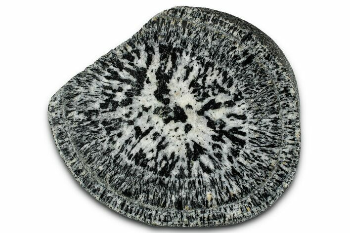 Polished Orbicular Granite Section - Western Australia #353174